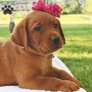 Princess in Red, Fox Red Labrador Retriever Puppy